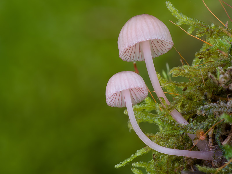 Mycena rubromarginata